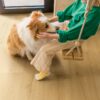 klick-vinylboden-quick-step-bloom-brushed-oak-honey Klick Vinylboden Quick Step Bloom Brushed Oak Honey im Flur verlegt, ein Mädchen sitzt auf einer Schaukel und streichelt einen Hund.