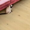 Parkett Quick-Step Cala Pearl White Oak eriti matt lakk, veekindel 220mm