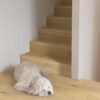 Parkett Quick-Step Cala Pearl White Oak eriti matt lakk, veekindel 220mm